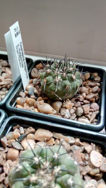 C. megarhiza v. megarhiza - -megarhiza