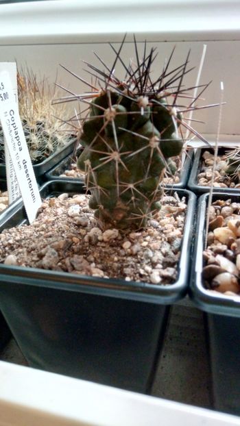 C. taltalensis (sin.desertorum) - -taltalensis