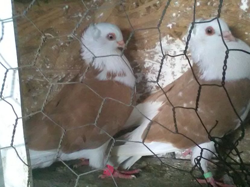 Perechea 4 - JUCATORI DE AMARA PE GALBEN 2020