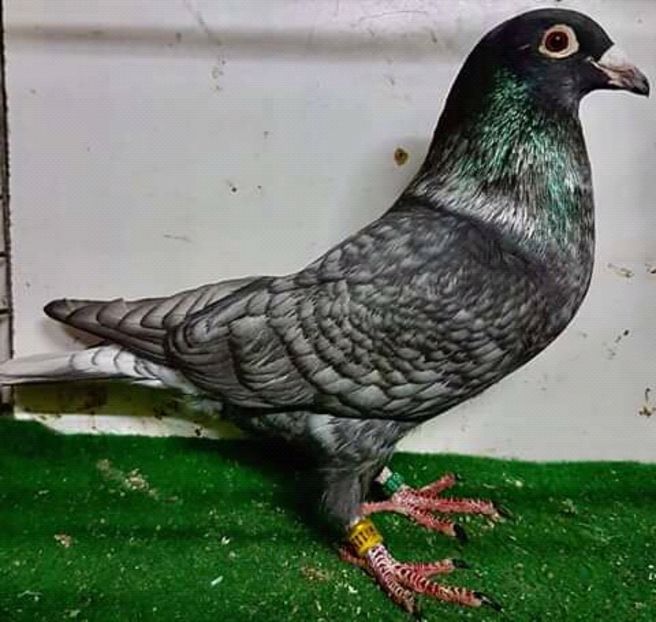  - NU AMI APARTIN 2020