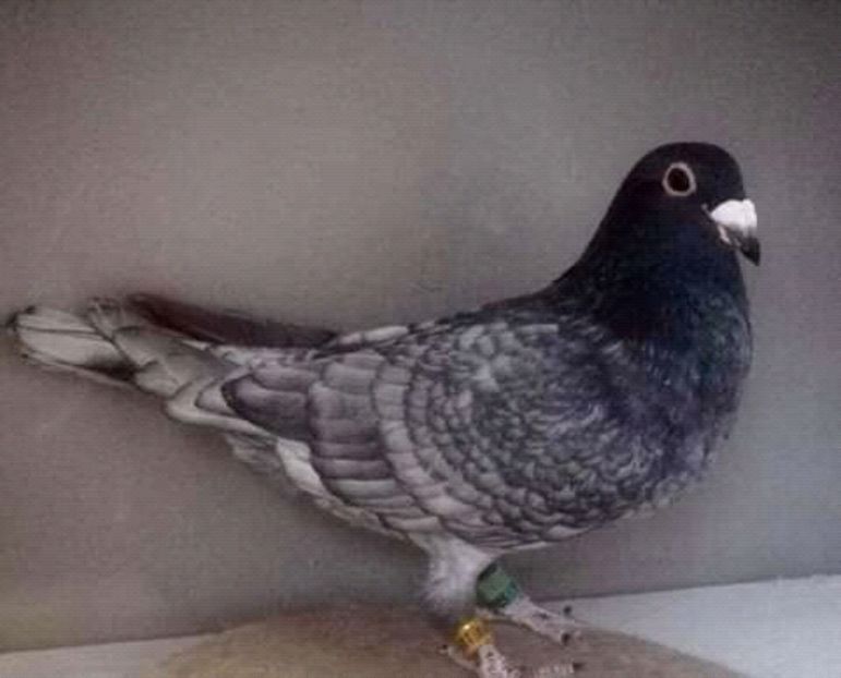  - NU AMI APARTIN 2020