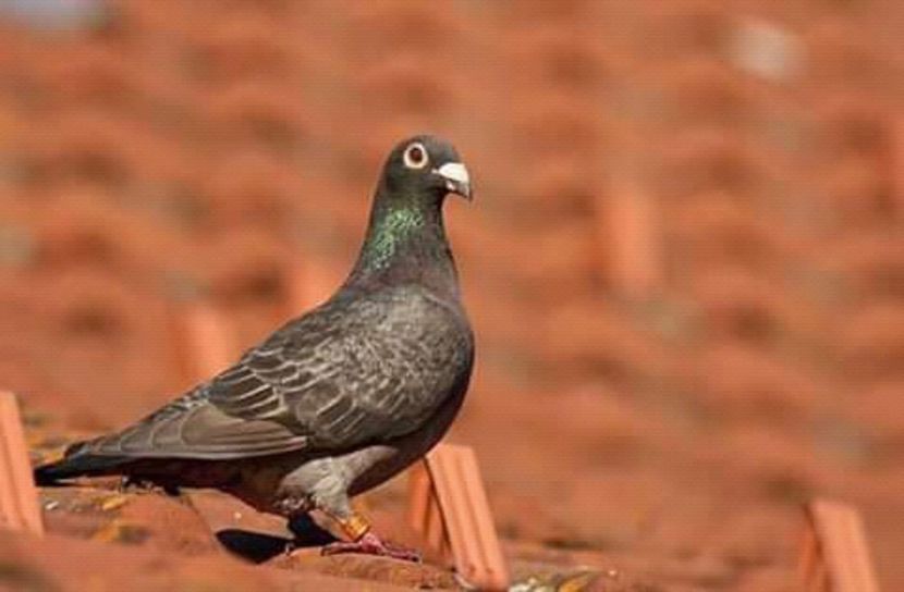  - NU AMI APARTIN 2020