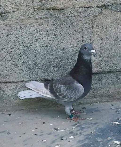  - NU AMI APARTIN 2020