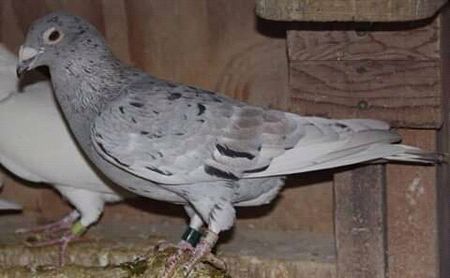  - NU AMI APARTIN 2020