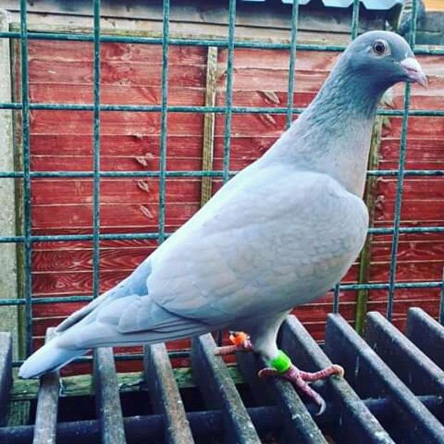  - NU AMI APARTIN 2020