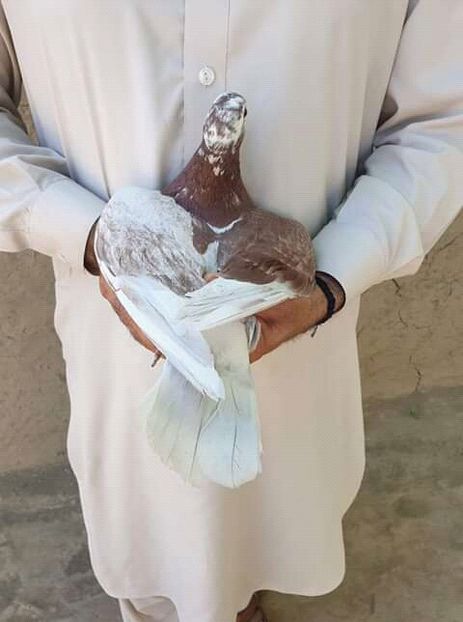  - NU AMI APARTIN 2020