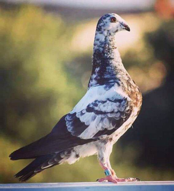  - NU AMI APARTIN 2020