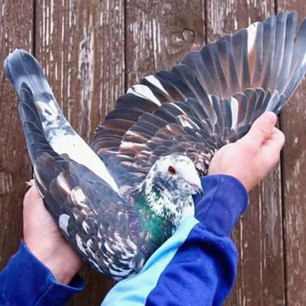  - NU AMI APARTIN 2020