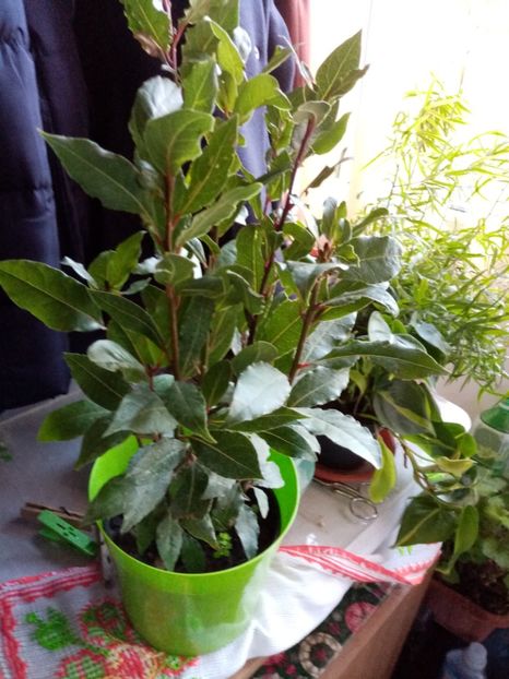 Dafin - rez. - Februarie 2020