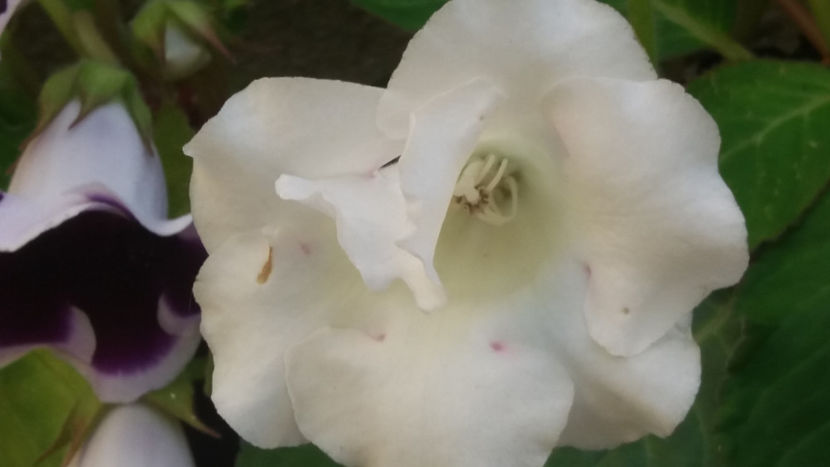 101 043 - GLOXINII 2019