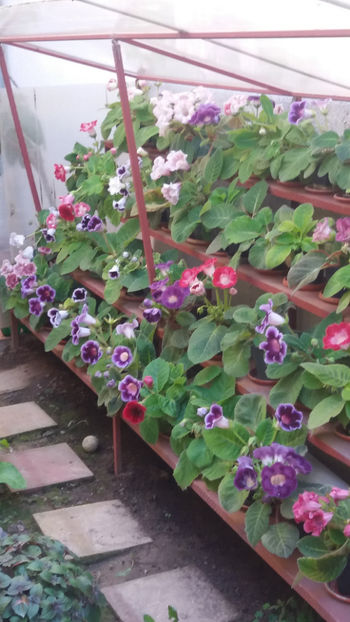 101 044 - GLOXINII 2019