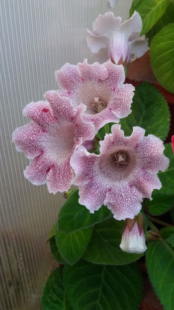 101 056 - GLOXINII 2019