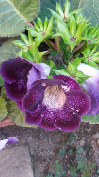 101 066 - GLOXINII 2019