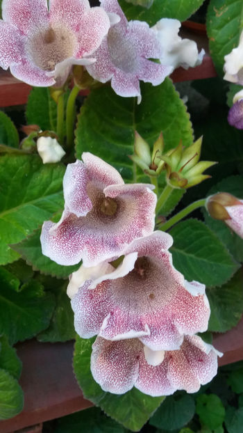 101 067 - GLOXINII 2019