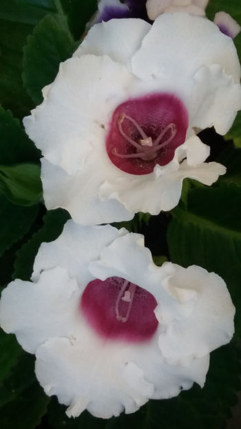 101 071 - GLOXINII 2019