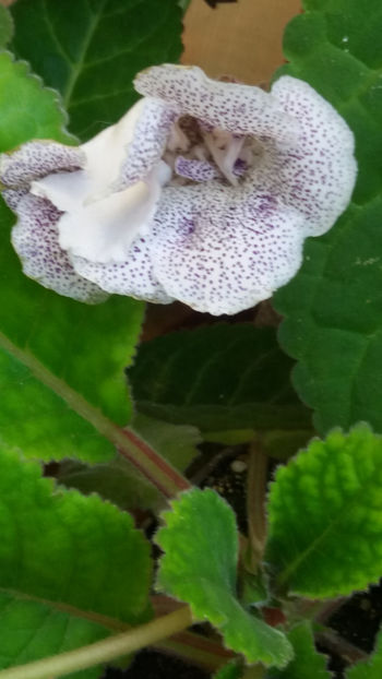 101 072 - GLOXINII 2019