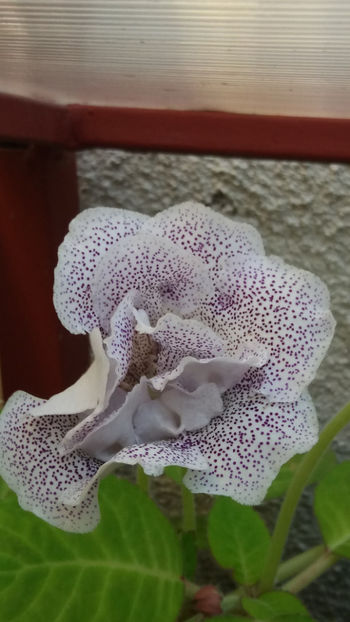 101 073 - GLOXINII 2019