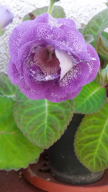 101 074 - GLOXINII 2019