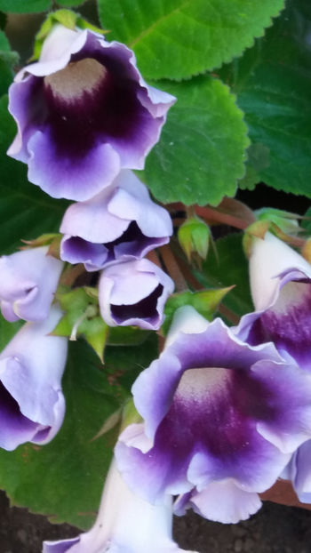 101 076 - GLOXINII 2019