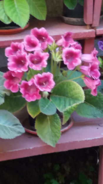 101 078 - GLOXINII 2019