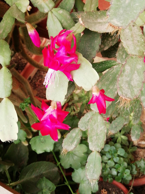  - CACTUSI SI SUCULENTE 2019