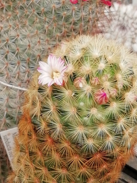  - CACTUSI SI SUCULENTE 2019