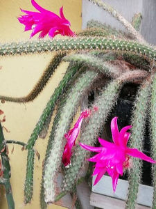  - CACTUSI SI SUCULENTE 2019