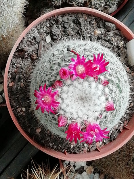  - CACTUSI SI SUCULENTE 2019