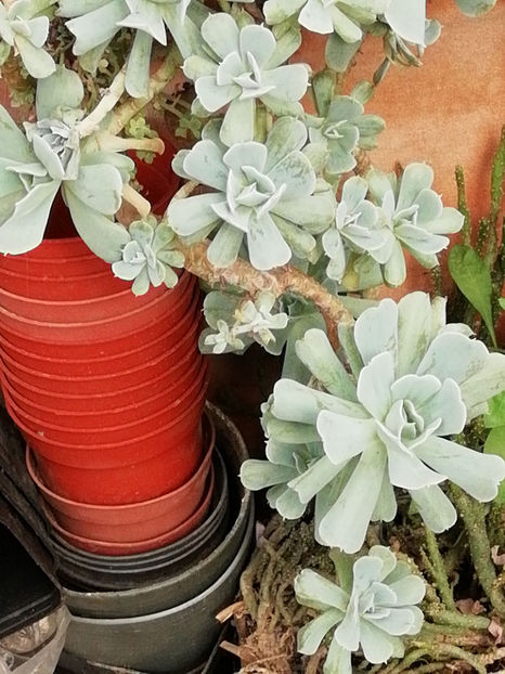  - CACTUSI SI SUCULENTE 2019