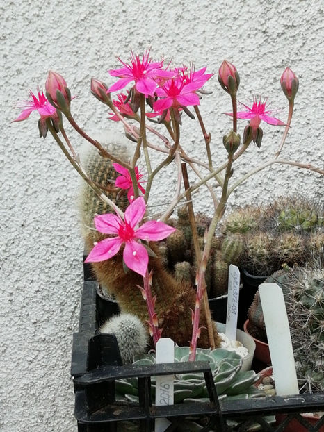  - CACTUSI SI SUCULENTE 2019