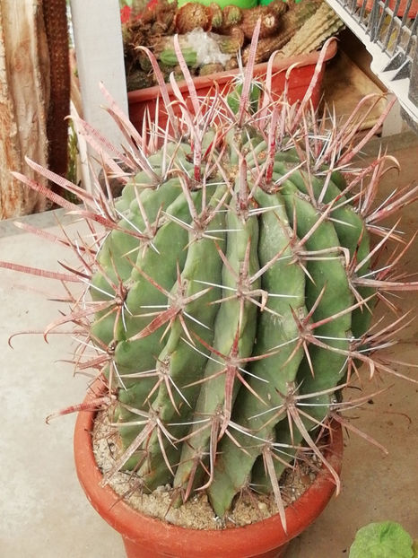  - CACTUSI SI SUCULENTE 2019