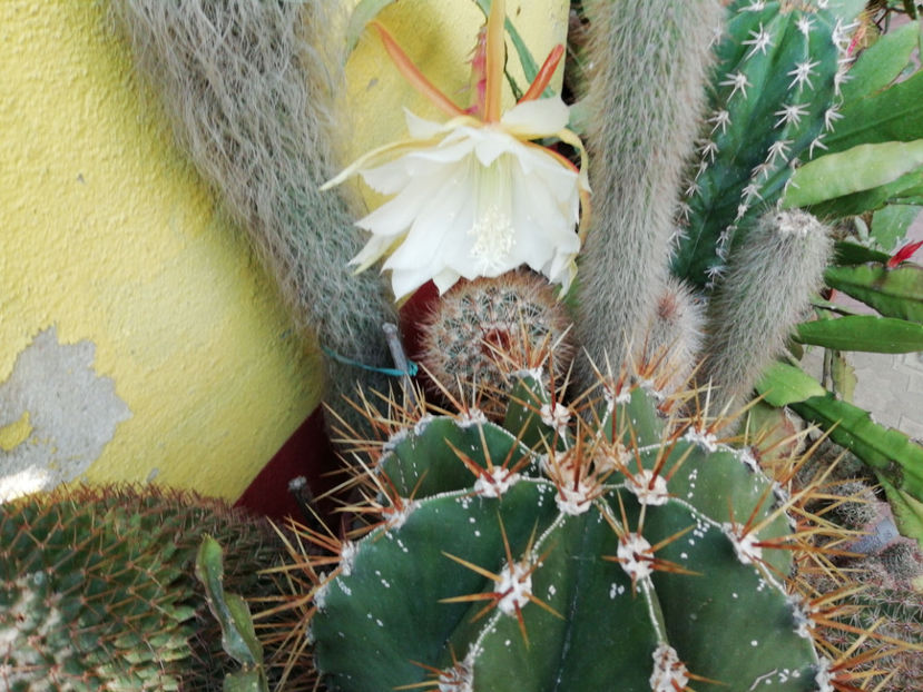  - CACTUSI SI SUCULENTE 2019