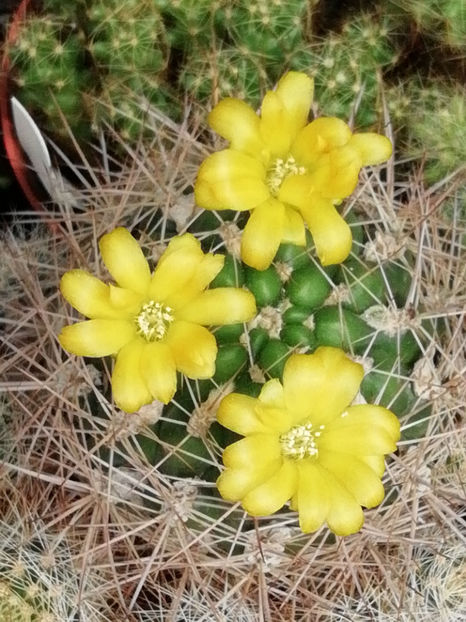  - CACTUSI SI SUCULENTE 2019