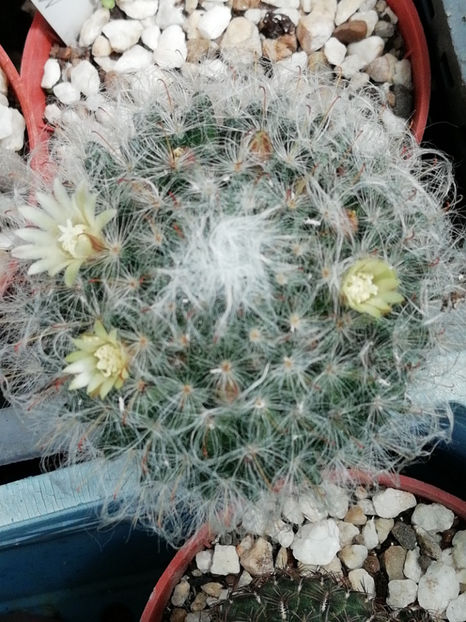  - CACTUSI SI SUCULENTE 2019