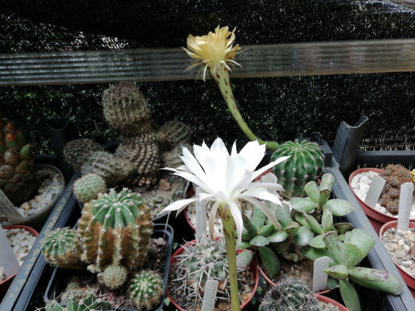  - CACTUSI SI SUCULENTE 2019