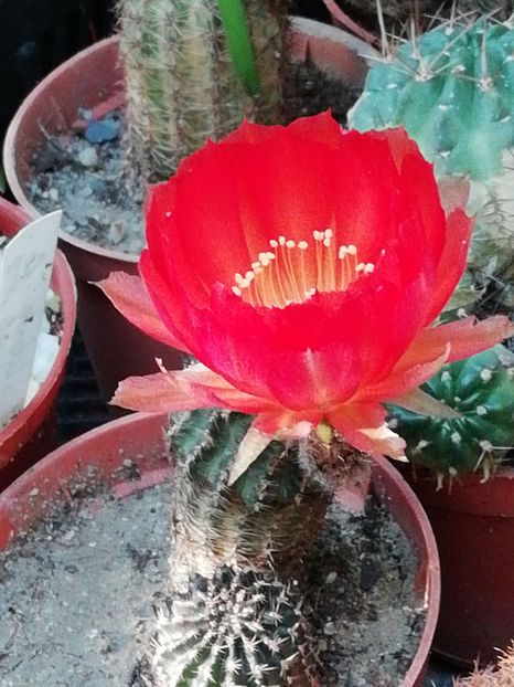  - CACTUSI SI SUCULENTE 2019