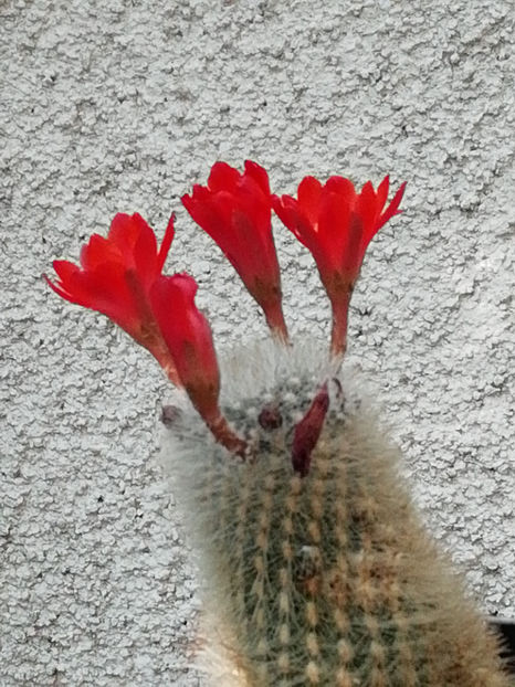  - CACTUSI SI SUCULENTE 2019