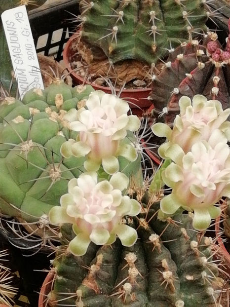  - CACTUSI SI SUCULENTE 2019