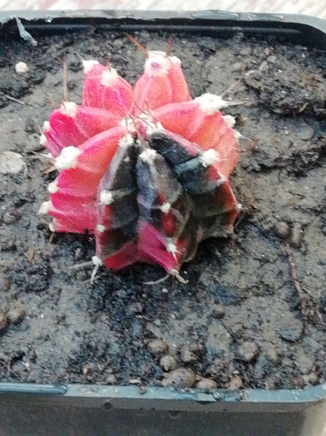  - CACTUSI SI SUCULENTE 2019