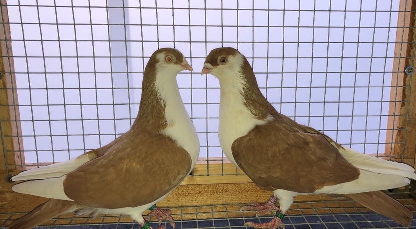 perechea  42 - B - perechi 2021