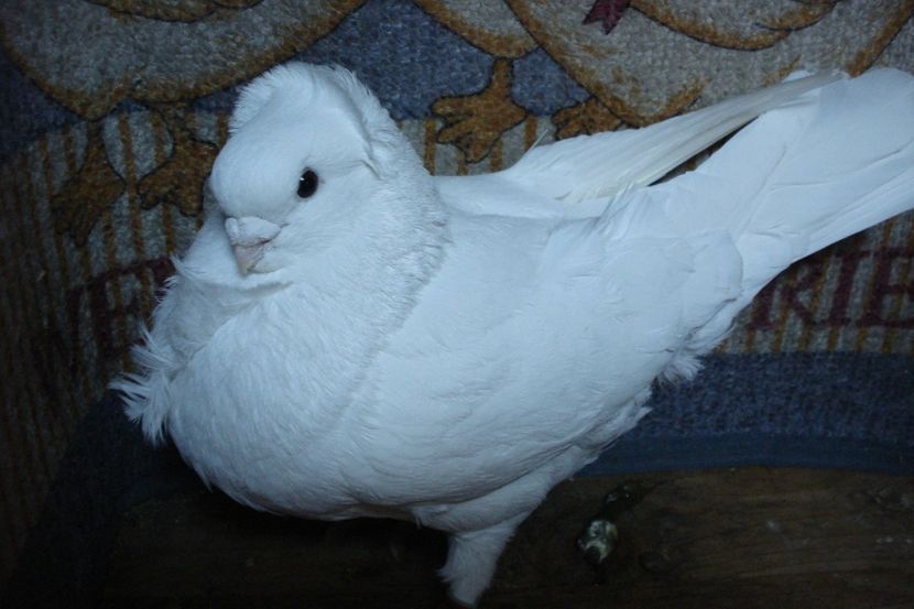 D 626-2016 m 16 - perechile 2020