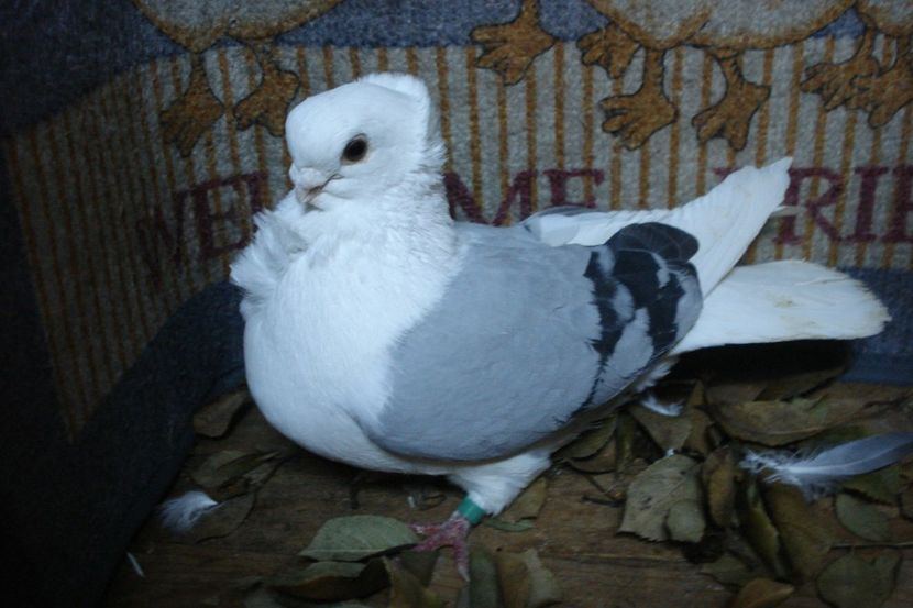 1603-2012 m7 - perechile 2020