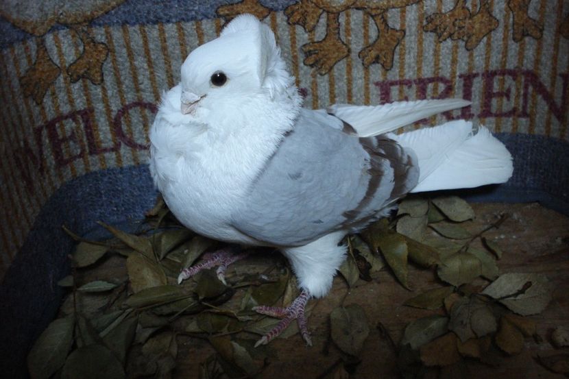 634-2012 m5 - perechile 2020