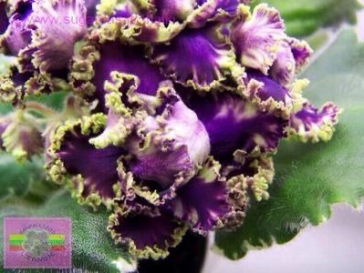  - LE Nochnoe Randevu