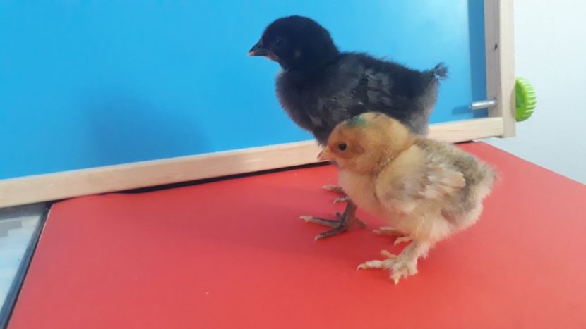  - Sectiunea 1A-Gaini mii de flori -oua si puisori!