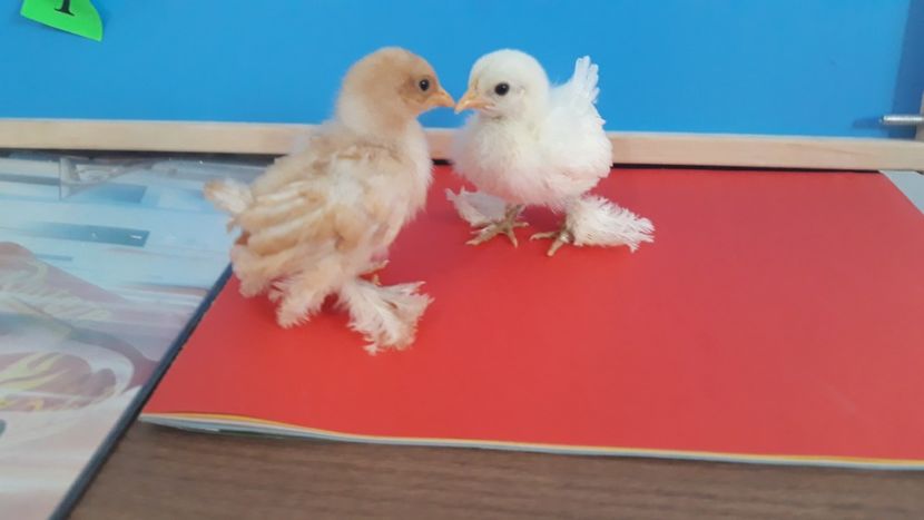  - Sectiunea 1A-Gaini mii de flori -oua si puisori!
