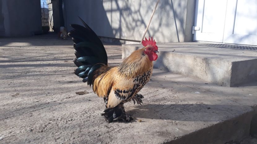  - Sectiunea 1A-Gaini mii de flori -oua si puisori!