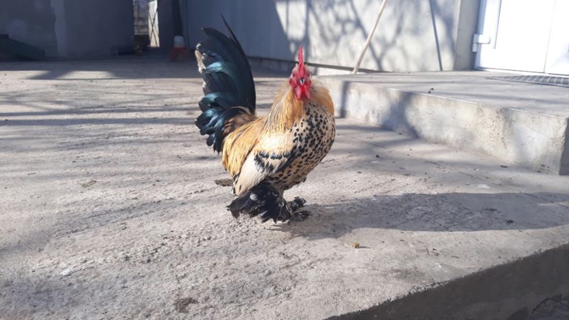  - Sectiunea 1A-Gaini mii de flori -oua si puisori!
