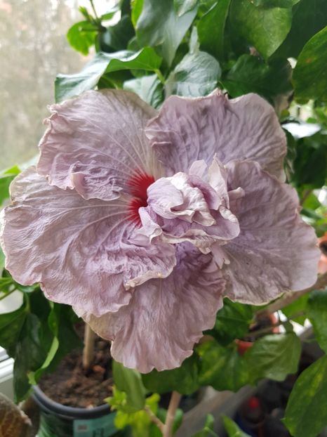  - HIBISCUS 2020