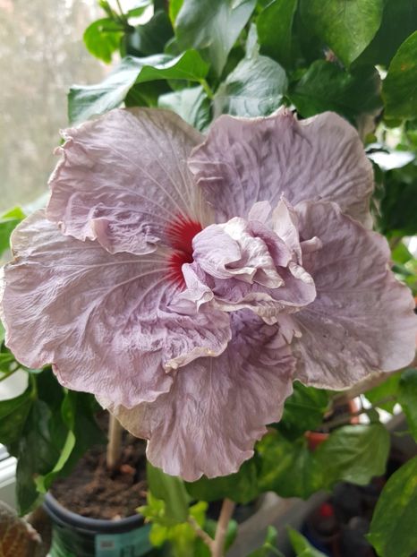  - HIBISCUS 2020